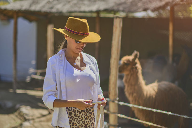 Young tourist takes selfies of alpacas and llamas on the farm. farming industry in peru. 
