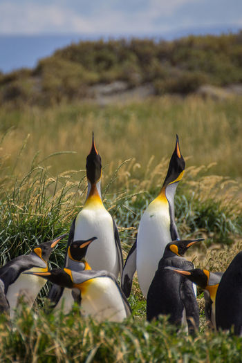 Penguins standing on grassy land
