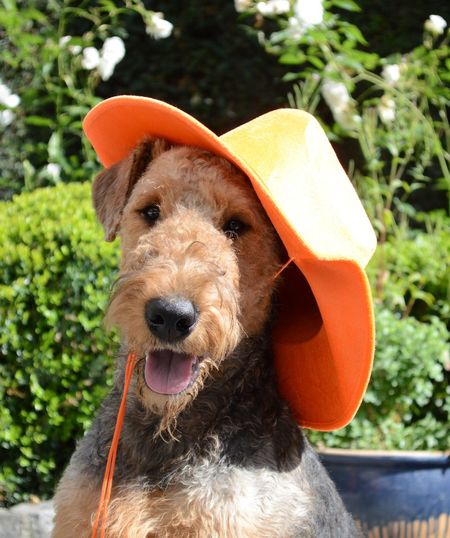 Portrait of airedale terrier with hat