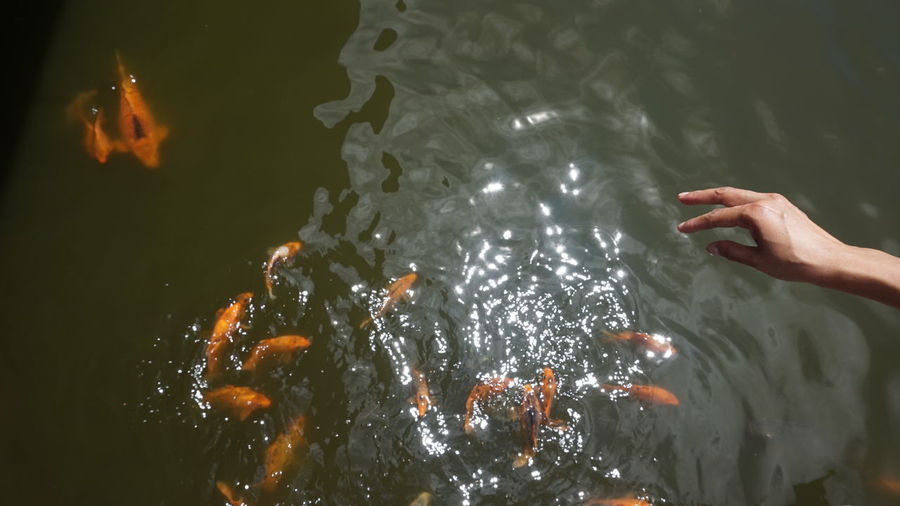 High angle view of koi carps swimming in water