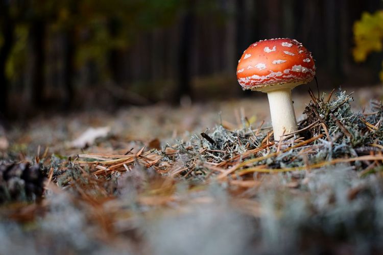 Fly agaric mushroom growing in forest