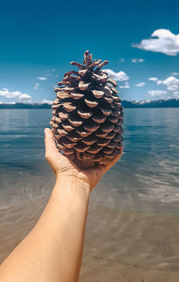 Cropped hand holding pine cone over lake
