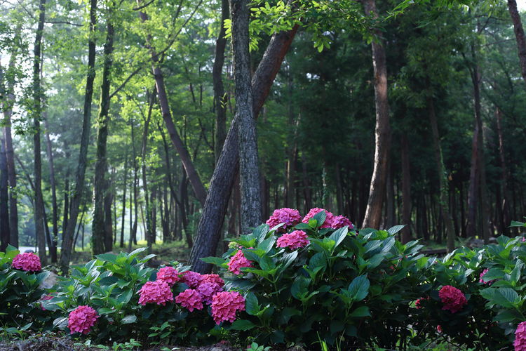 Pink flowering plants and trees in forest