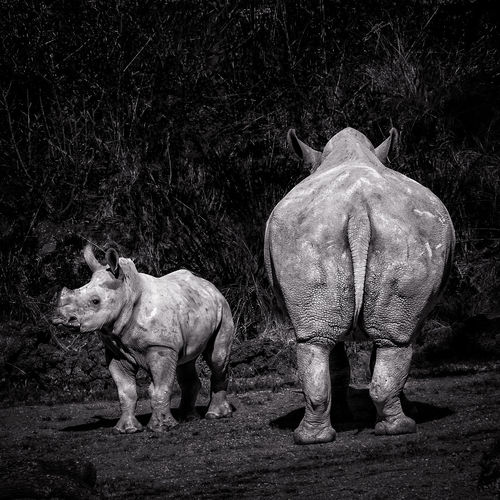 A rhino and a baby rhino