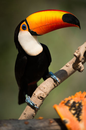 Close-up of toucan perching outdoors
