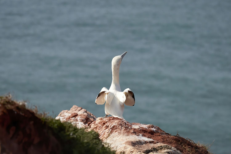 A gannet stands with spread wings on a rock. seen from behind, the bird is dancing with head up.