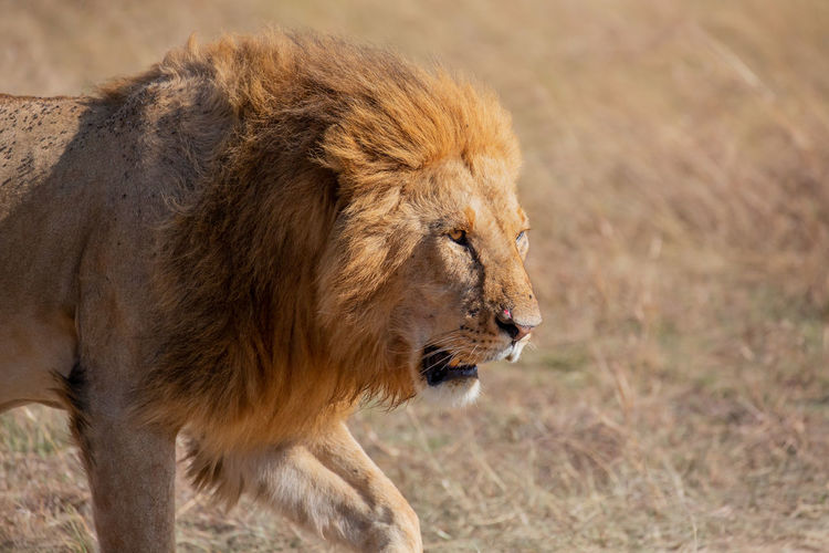 Lion in forest