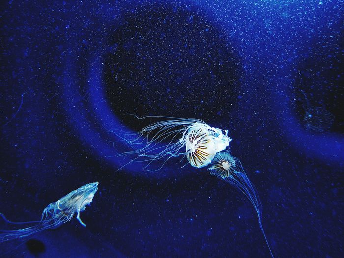 Jelly fishes swimming underwater