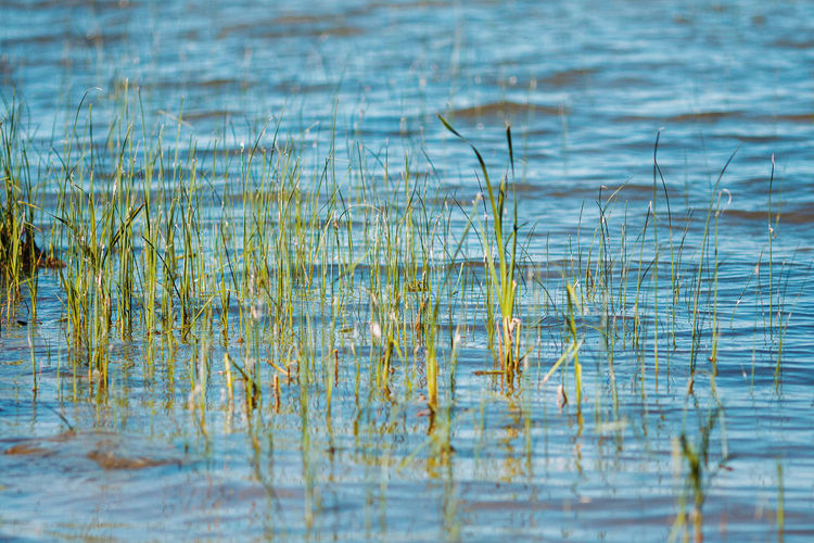 Full frame shot of grass on lake