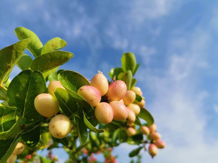 Close-up of fresh fruits on tree against sky