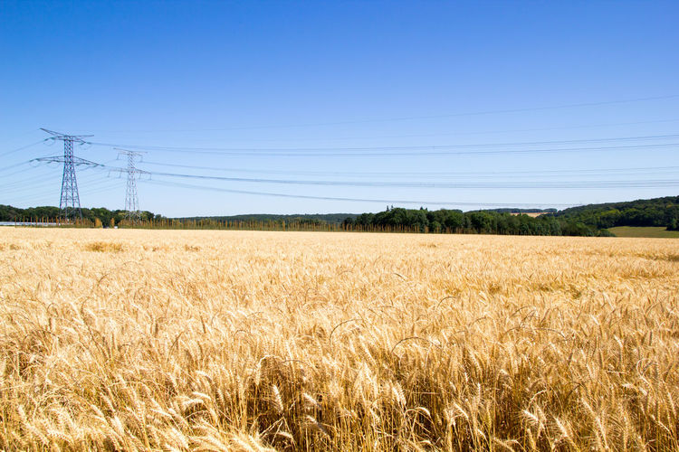 Scenic view of agricultural field against clear sky