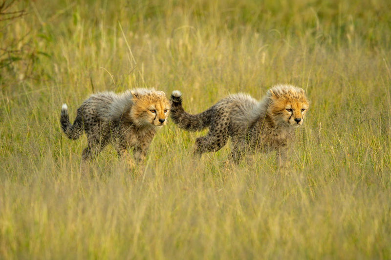 Two cheetah cubs walk through grass together