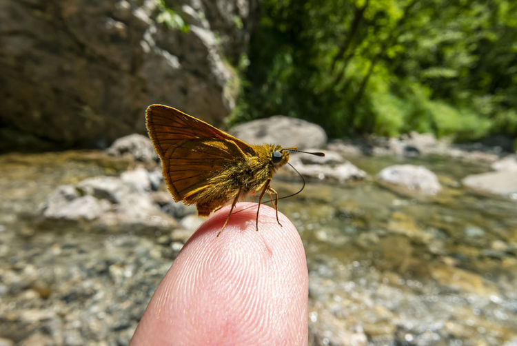 Butterfly on a finger with a creek in background