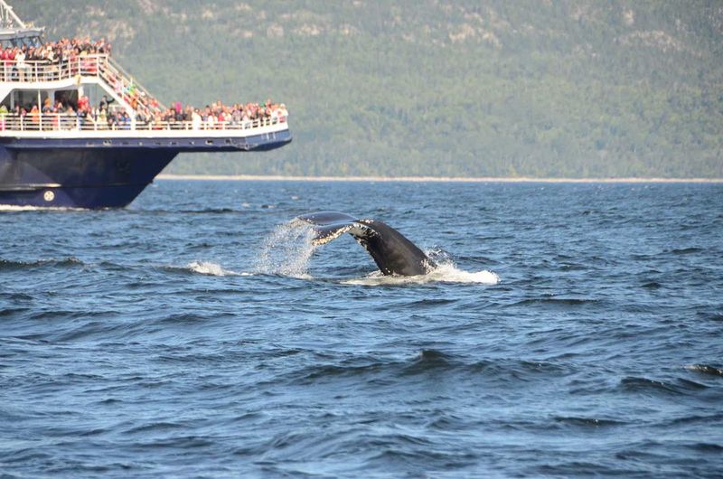 People on boat watching whale