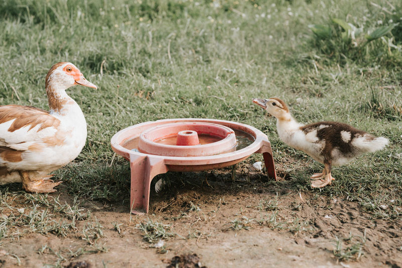 Musk or indo duck and grown up duckling on a farm in nature on grass and drinking bowl