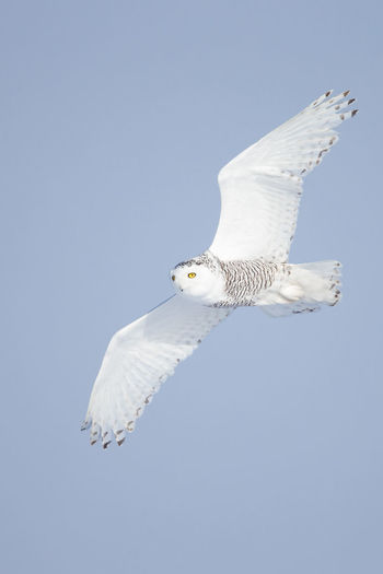 Low angle view of snowy owl against clear sky