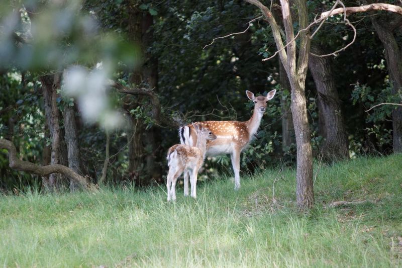 Doe and fawn in forest