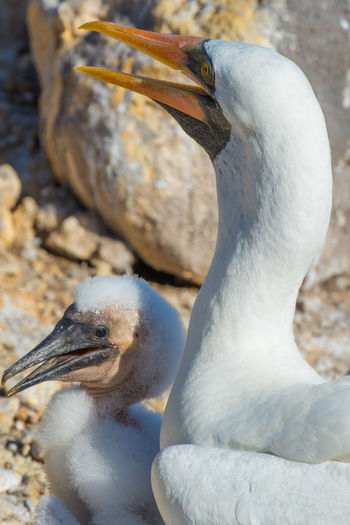 Two cute masked booby birds in galapagos