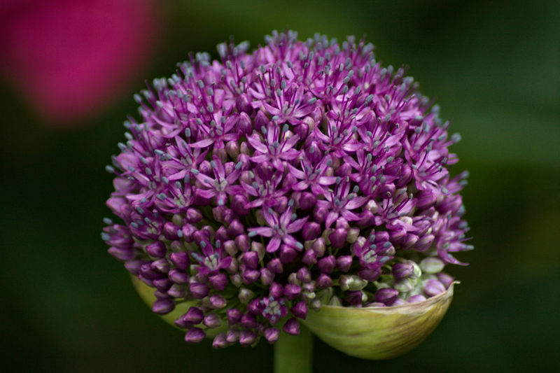 Close-up of purple flowering plant