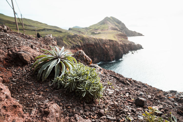 Plants growing on cliff against sea