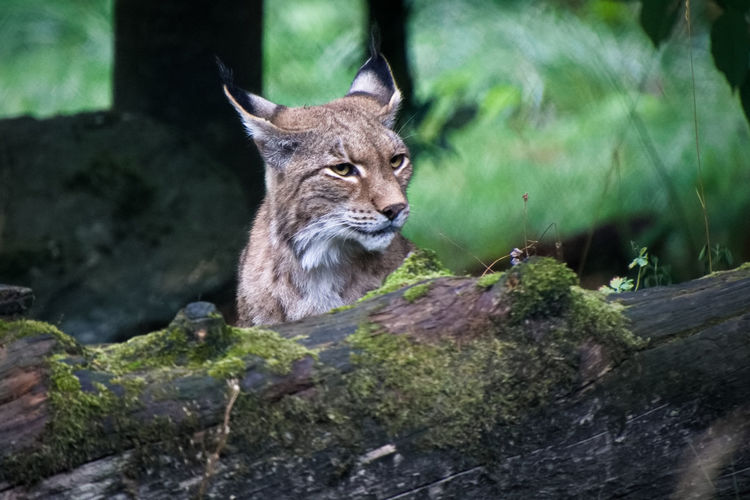 View of a bobcat looking away