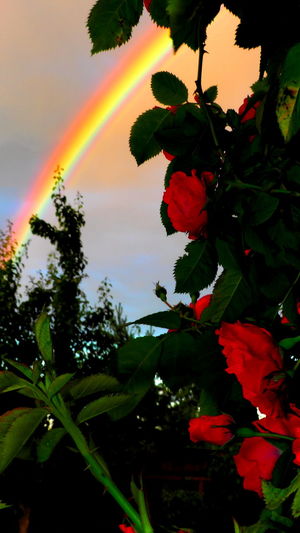 Close-up of rainbow against sky