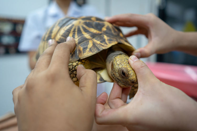 Cropped hands of veterinarians examining tortoise in hospital