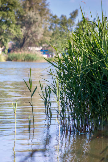 Plants growing in lake
