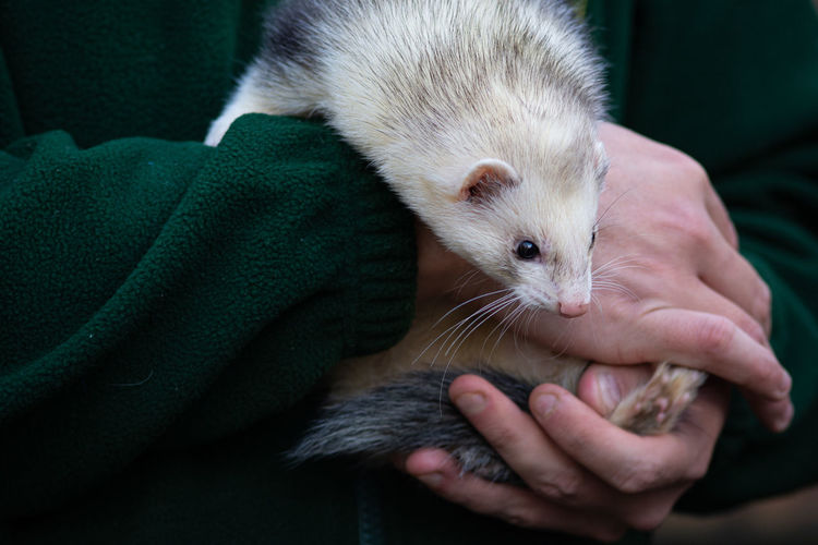 Close up of ferret in keepers arms 