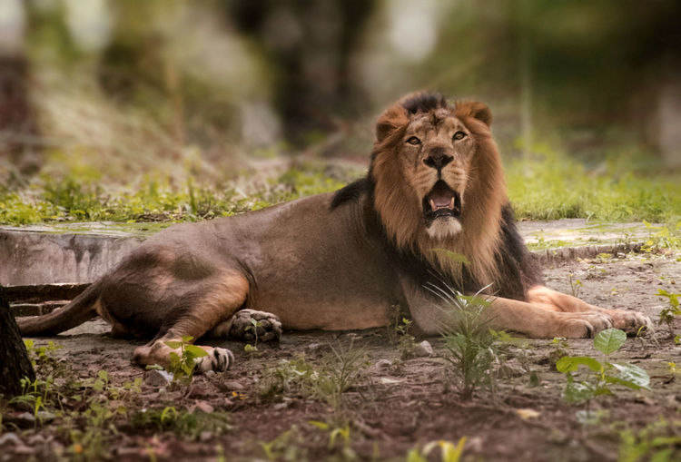 Lion relaxing on a land at national zoo new delhi india

