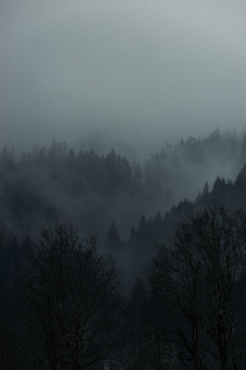 Trees in forest against sky during foggy weather