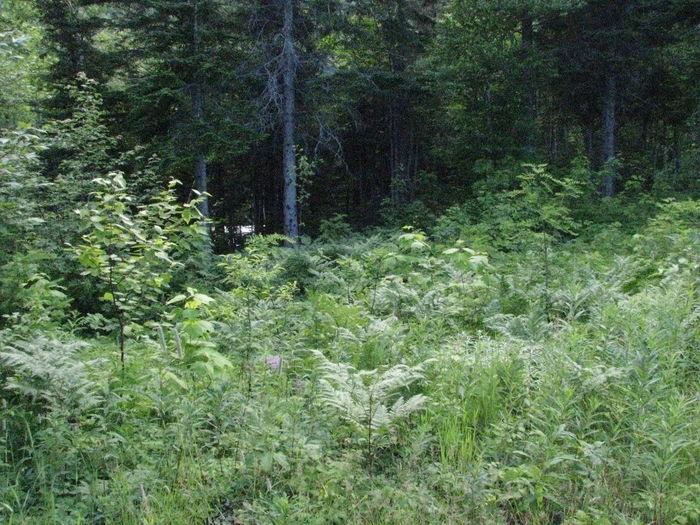 Plants growing in forest