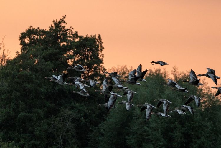 Flock of birds on a tree