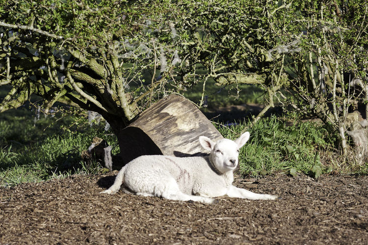View of a cat lying on field