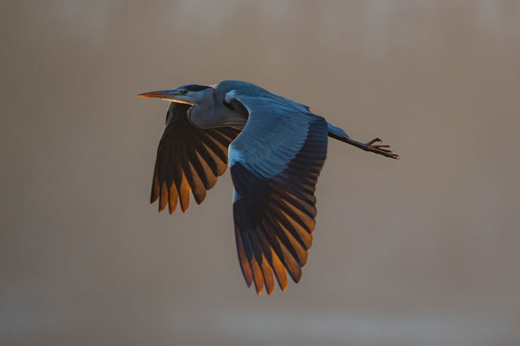 bird