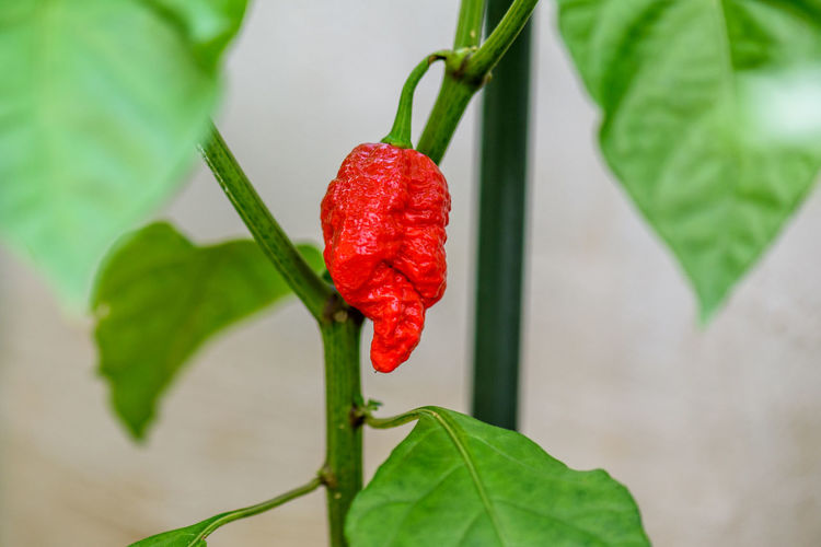 Close-up of chili pepper plant