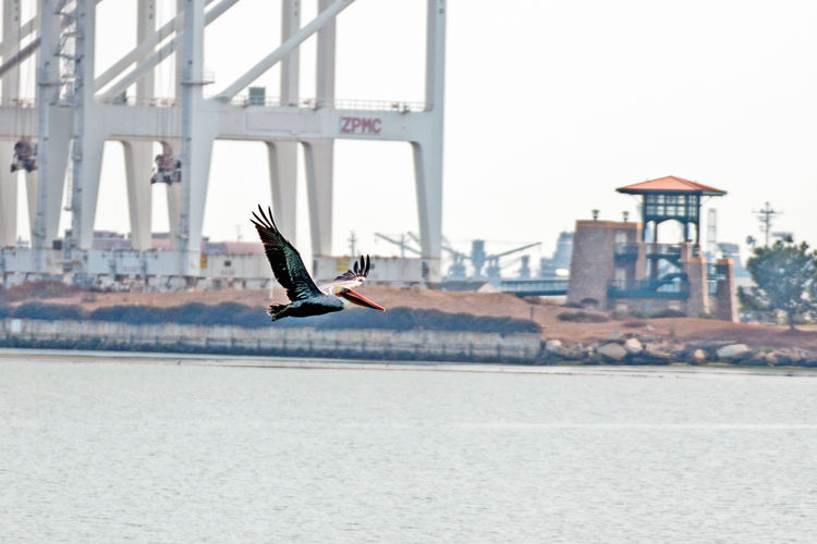 Side view of a pelican in flight over calm river