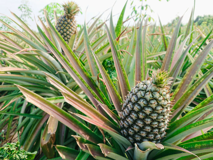 Close-up of fruit growing on field