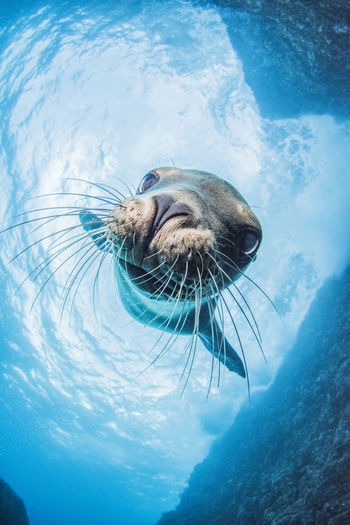Sea lion swimming under sea