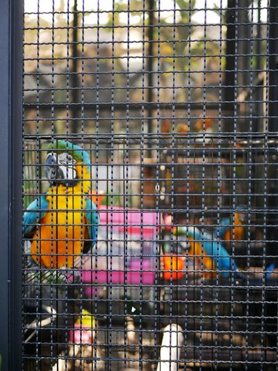 View of birds perching in cage