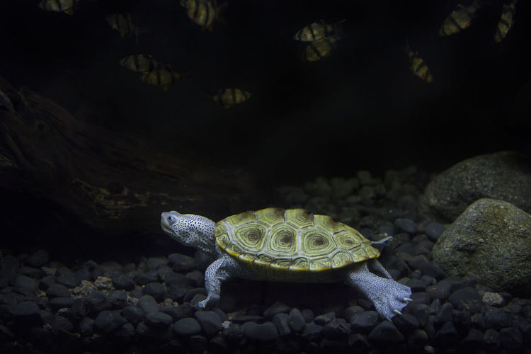 Under water shoot of diamondback terrapin turtleswimming in water