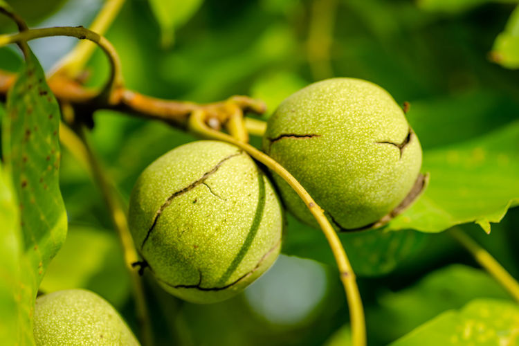 fruit