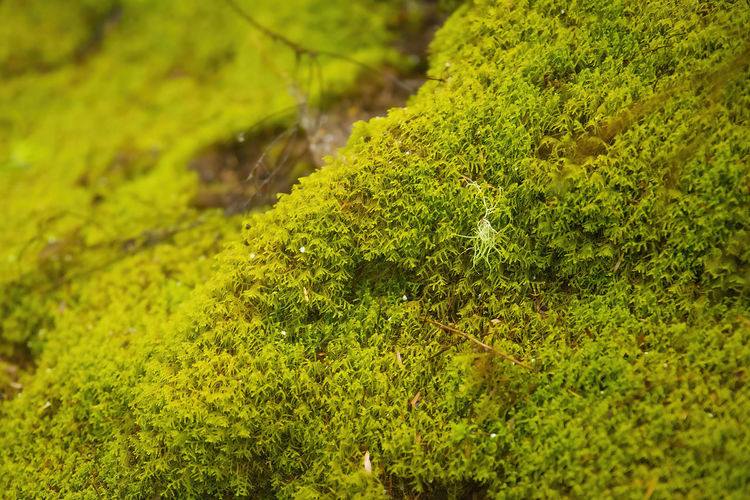 High angle view of moss growing on land