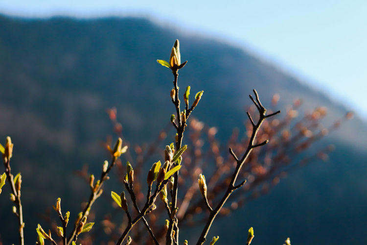 Close-up of flowering plant against blurred background