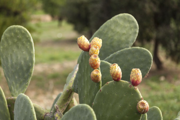 Close-up of prickly pear cactus growing outdoors