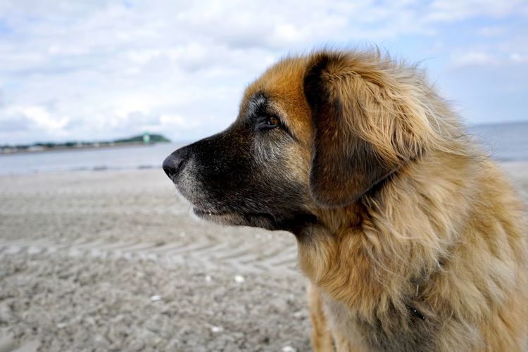 Close-up of dog looking away