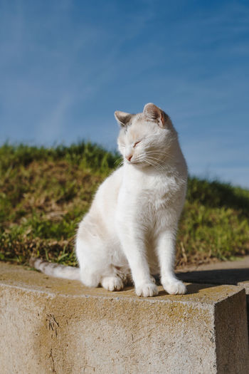 Cat sitting on retaining wall against sky