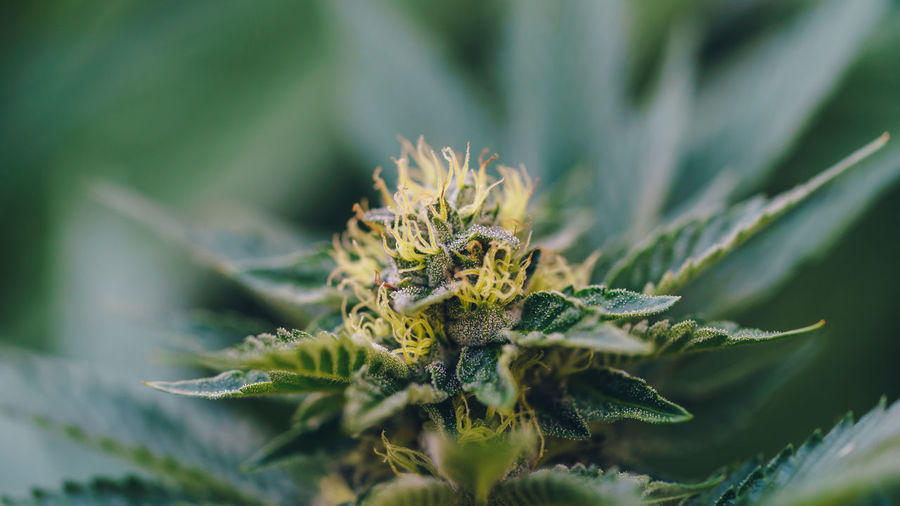 Close-up of marihuana plant growing outdoors