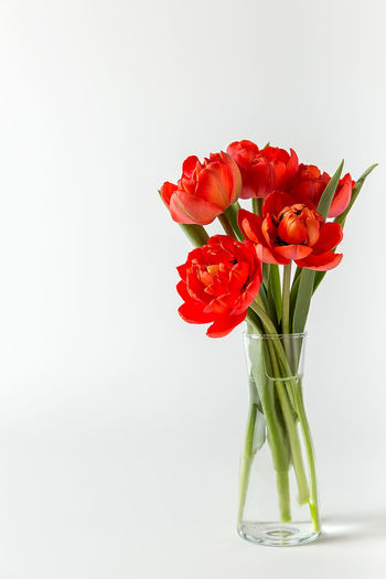 Close-up of red tulip in vase against white background
