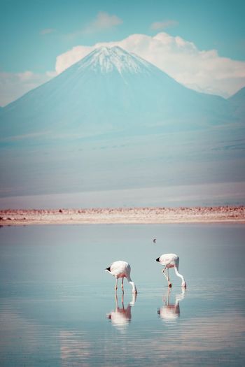 Flamingoes foraging in lake